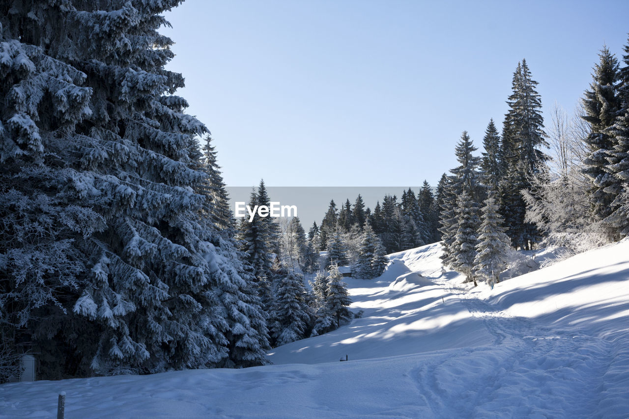 SNOW COVERED PINE TREES AGAINST SKY