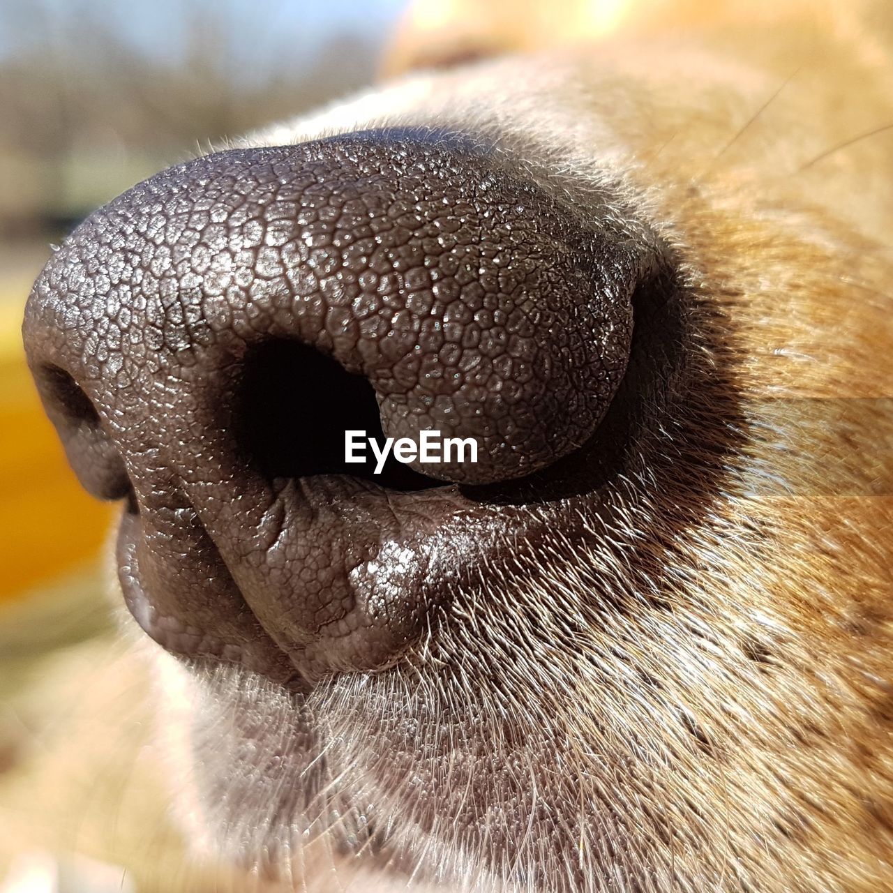 CLOSE-UP OF A DOG EYE