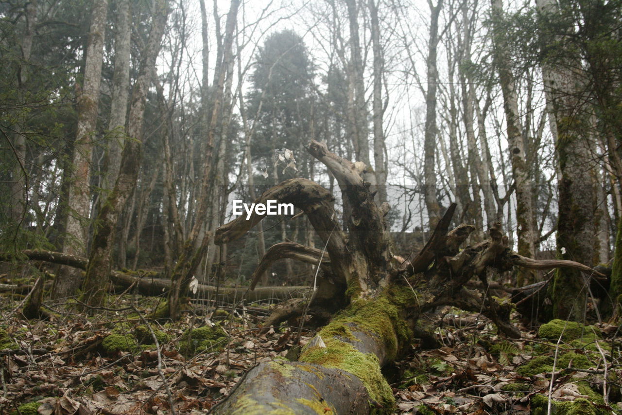 VIEW OF TREE IN FOREST