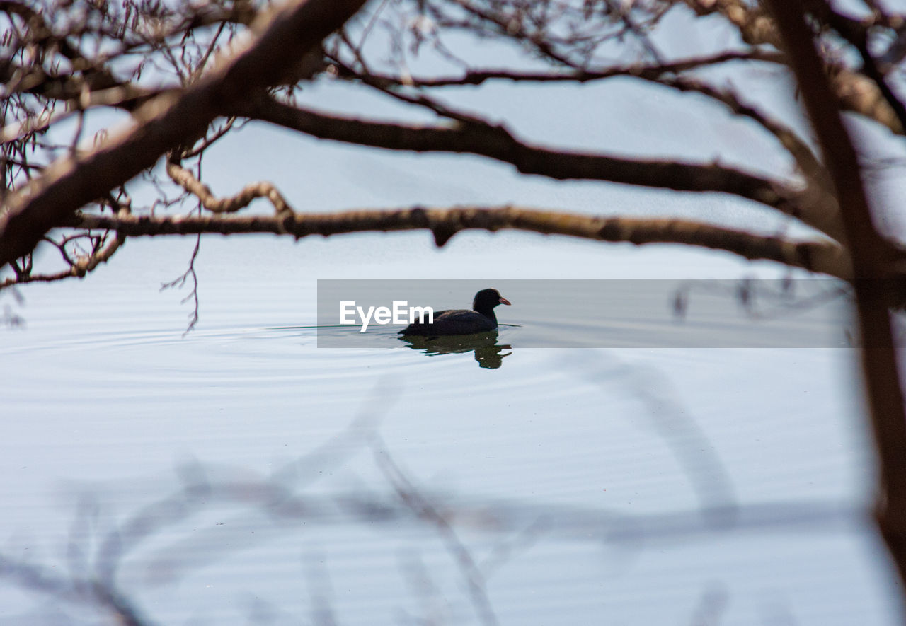 VIEW OF BIRD PERCHING ON TREE