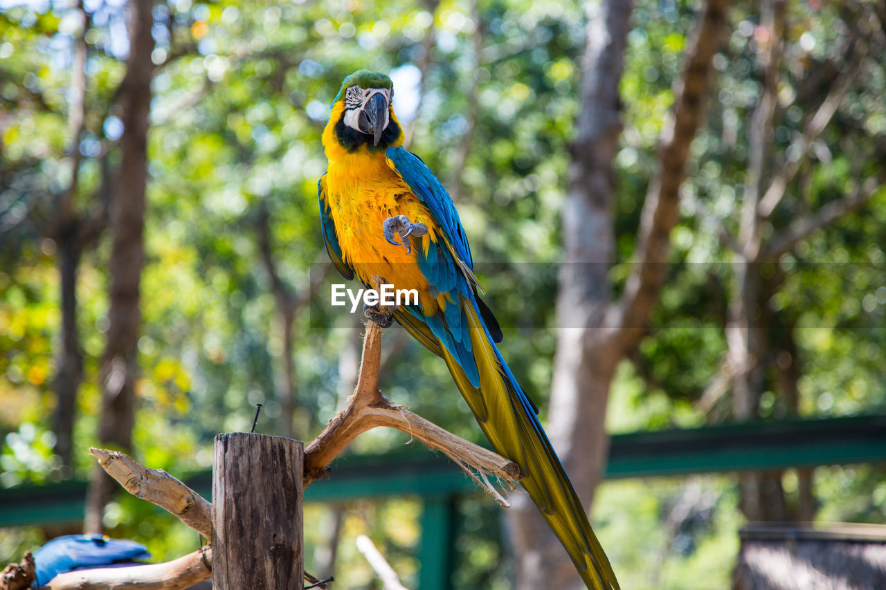 Gold and blue macaw perching on tree