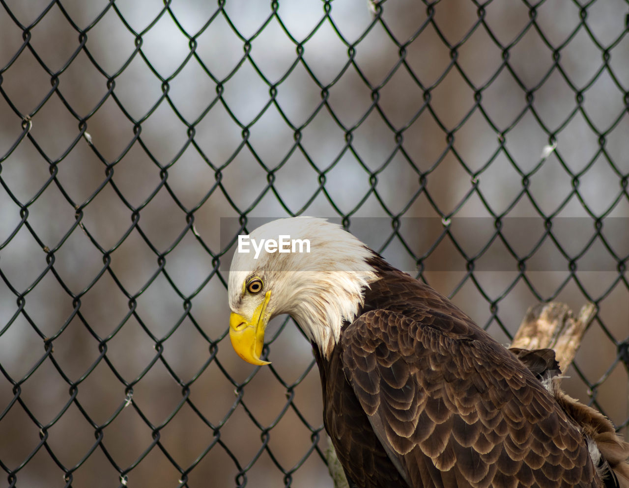 Close-up of a bird in front of chainlink fence