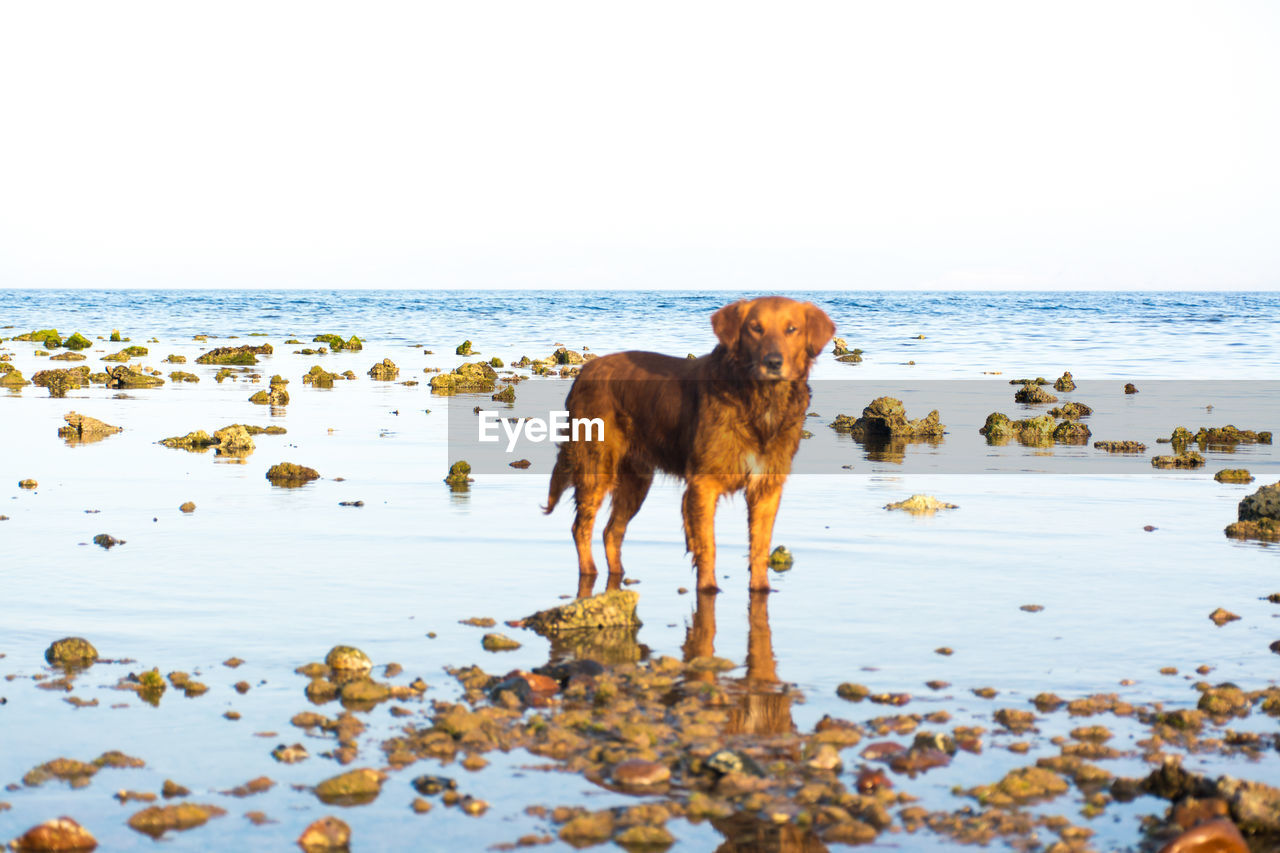 DOG ON BEACH