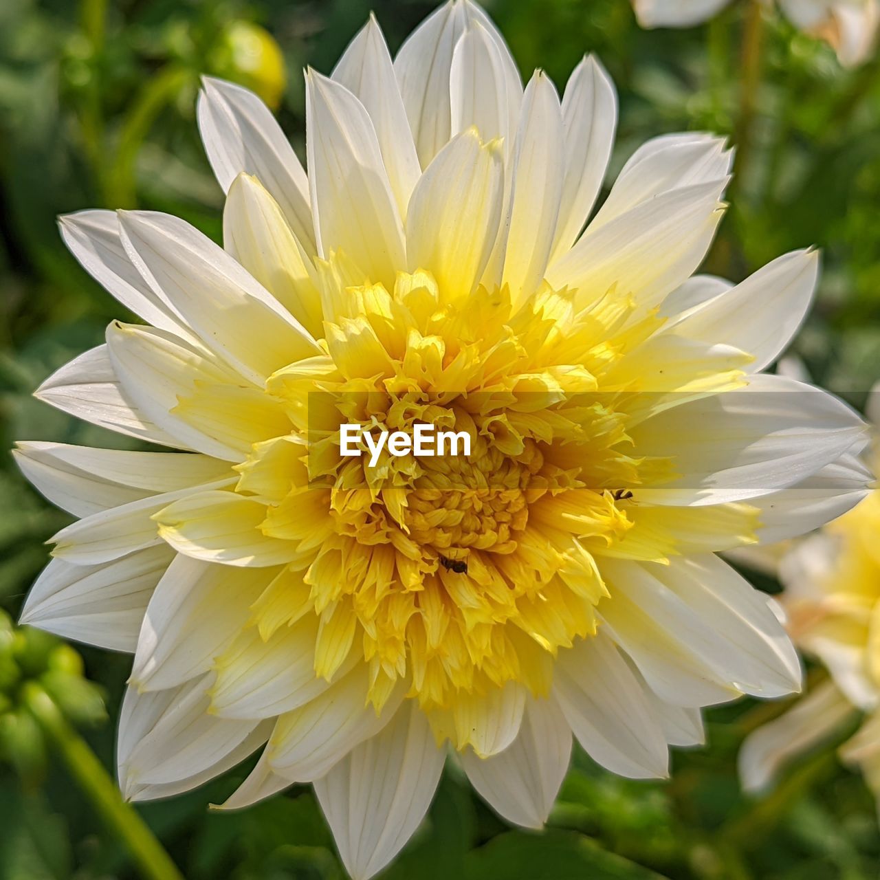 flower, flowering plant, plant, freshness, beauty in nature, yellow, close-up, flower head, petal, fragility, nature, inflorescence, growth, focus on foreground, no people, white, outdoors, springtime, blossom, pollen, botany, summer, day