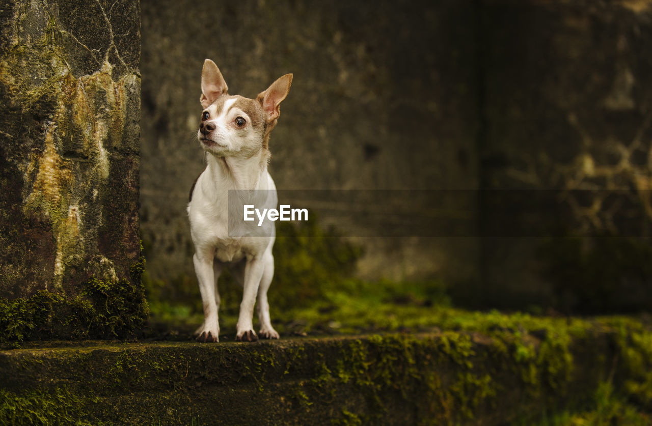 View of chihuahua dog standing by moss covered wall 