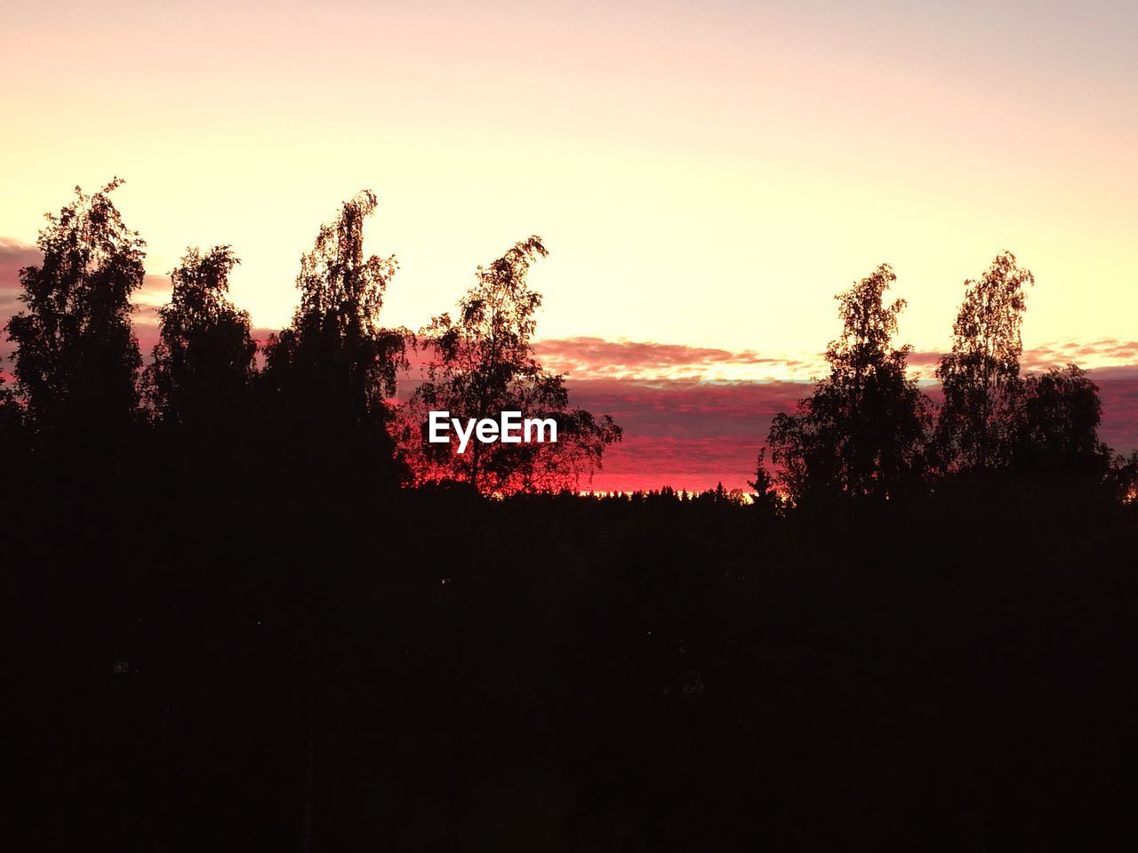 SILHOUETTE TREES AGAINST SKY AT SUNSET