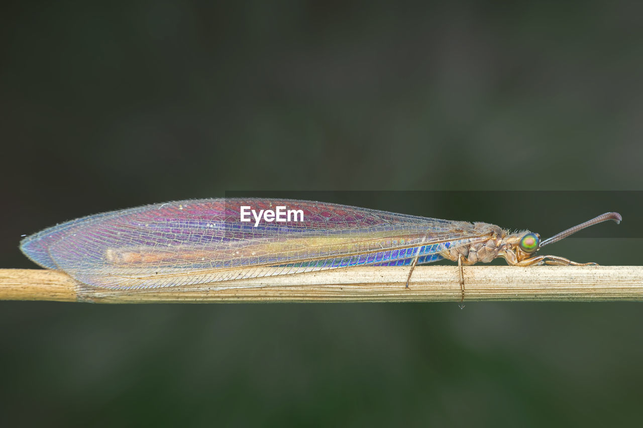 Close-up of damselfly on plant stem