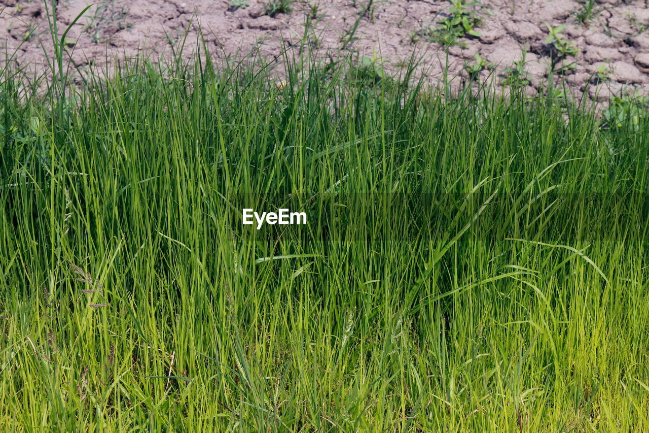 FULL FRAME SHOT OF RICE FIELD