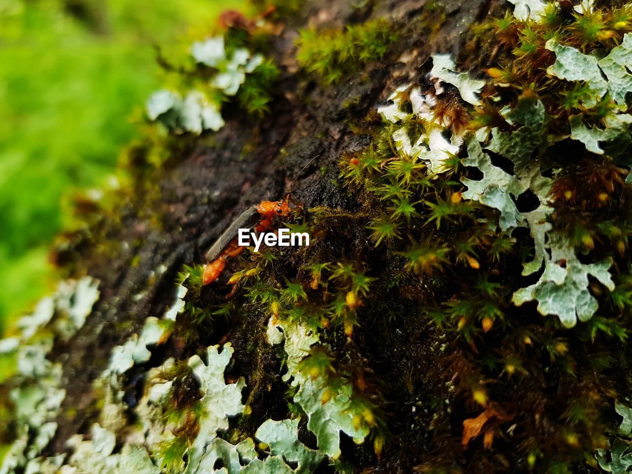 CLOSE-UP OF MOSS GROWING ON TREE