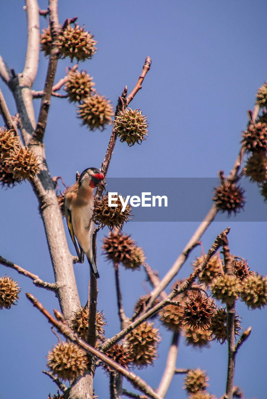 Low angle view of bird perching on tree against sky