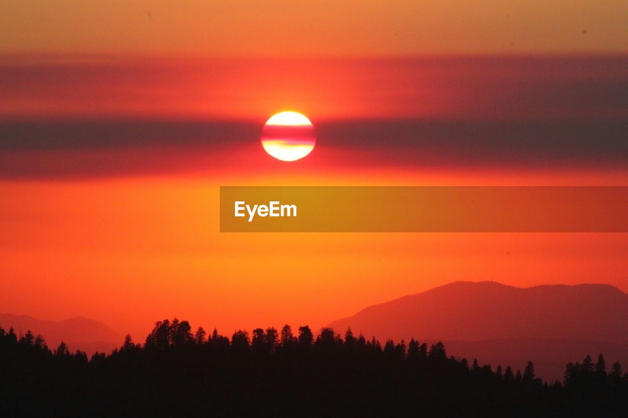 Silhouette trees against orange sky during sunset