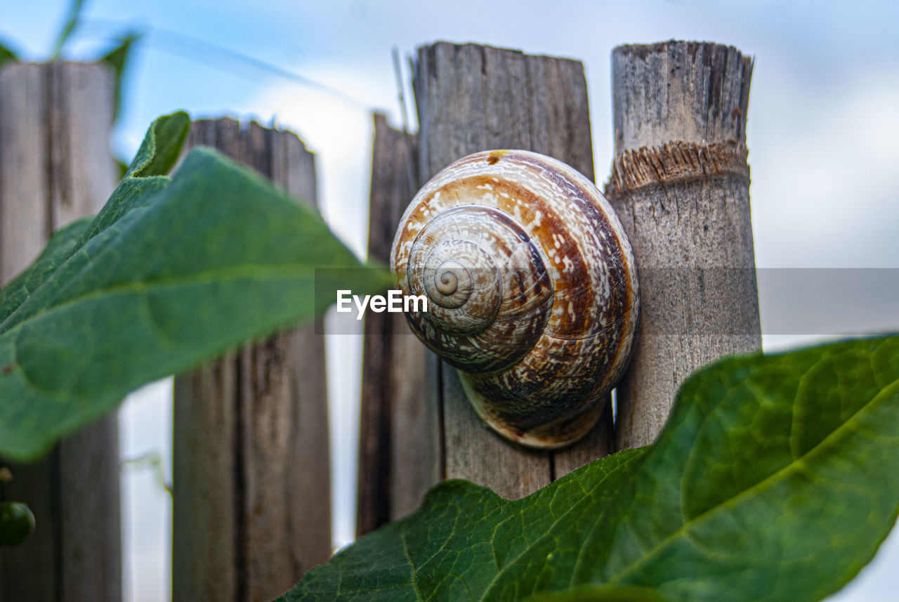 CLOSE-UP OF A SNAIL