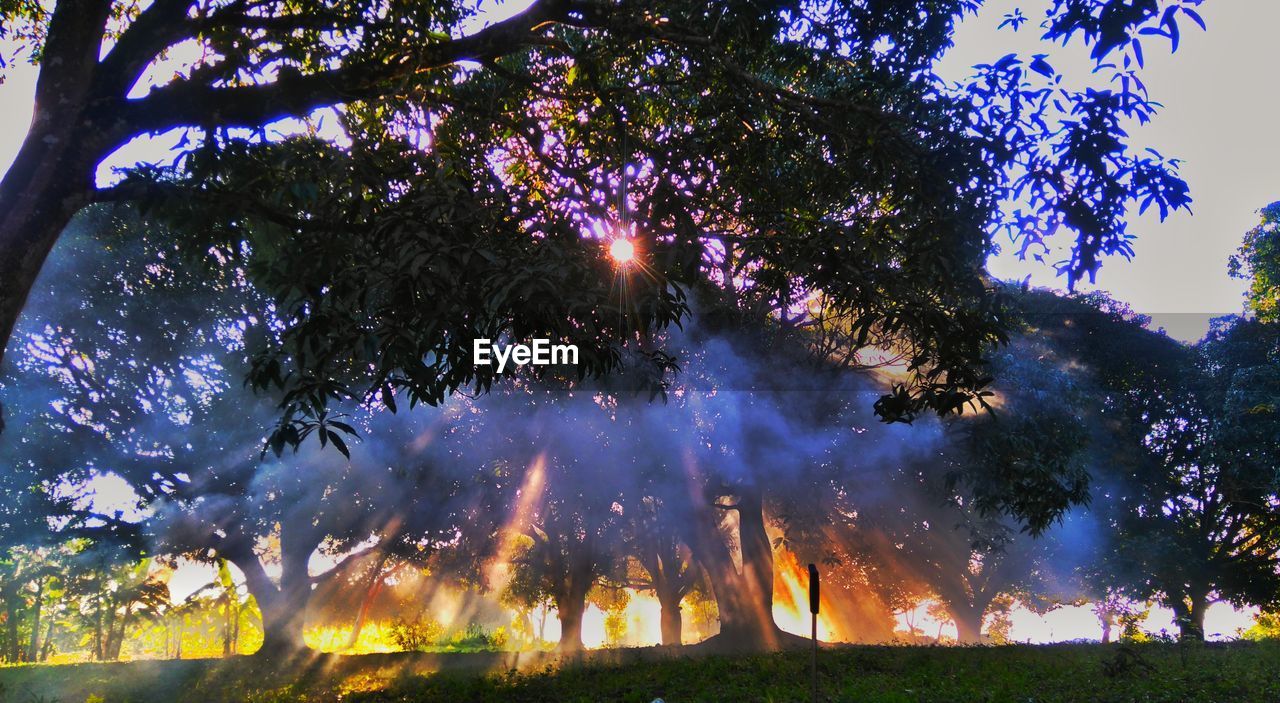 LOW ANGLE VIEW OF TREES AT NIGHT