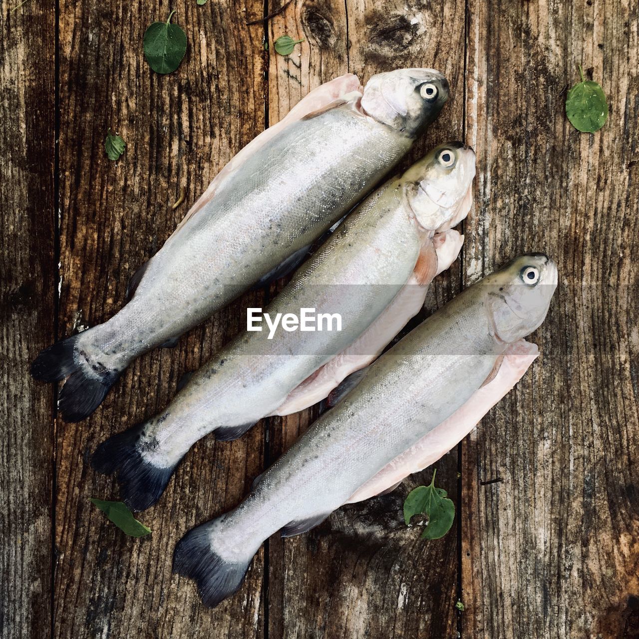 HIGH ANGLE VIEW OF FISH ON WOODEN FLOOR