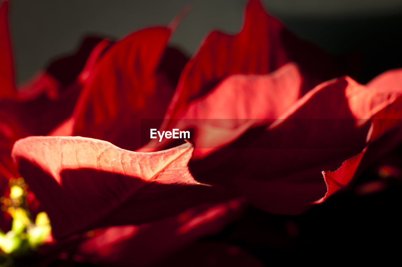 Close-up of red rose