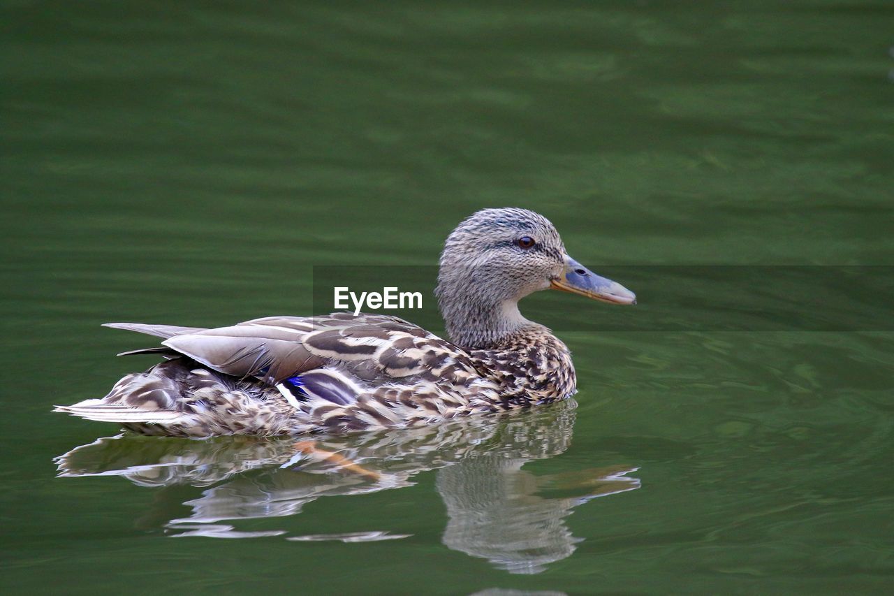 Side view of mallard duck swimming on lake
