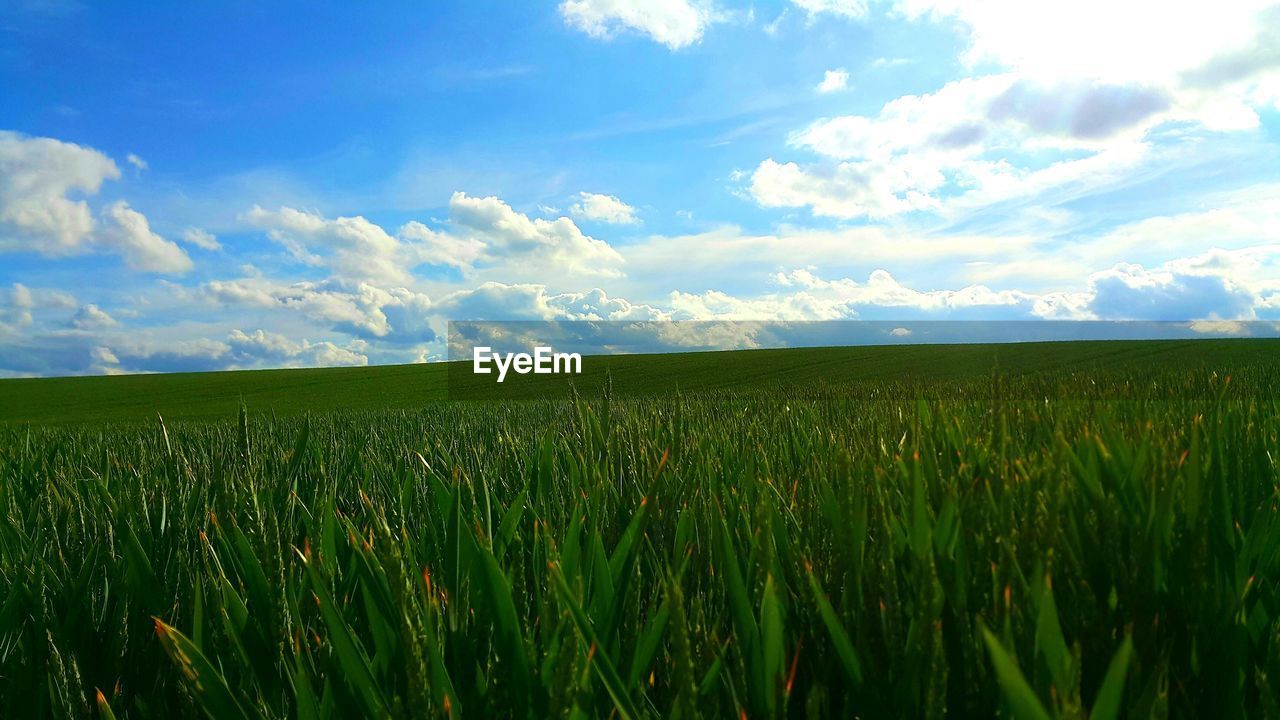 SCENIC VIEW OF WHEAT FIELD