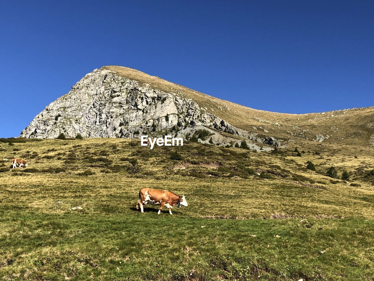 Horse grazing on field against clear blue sky