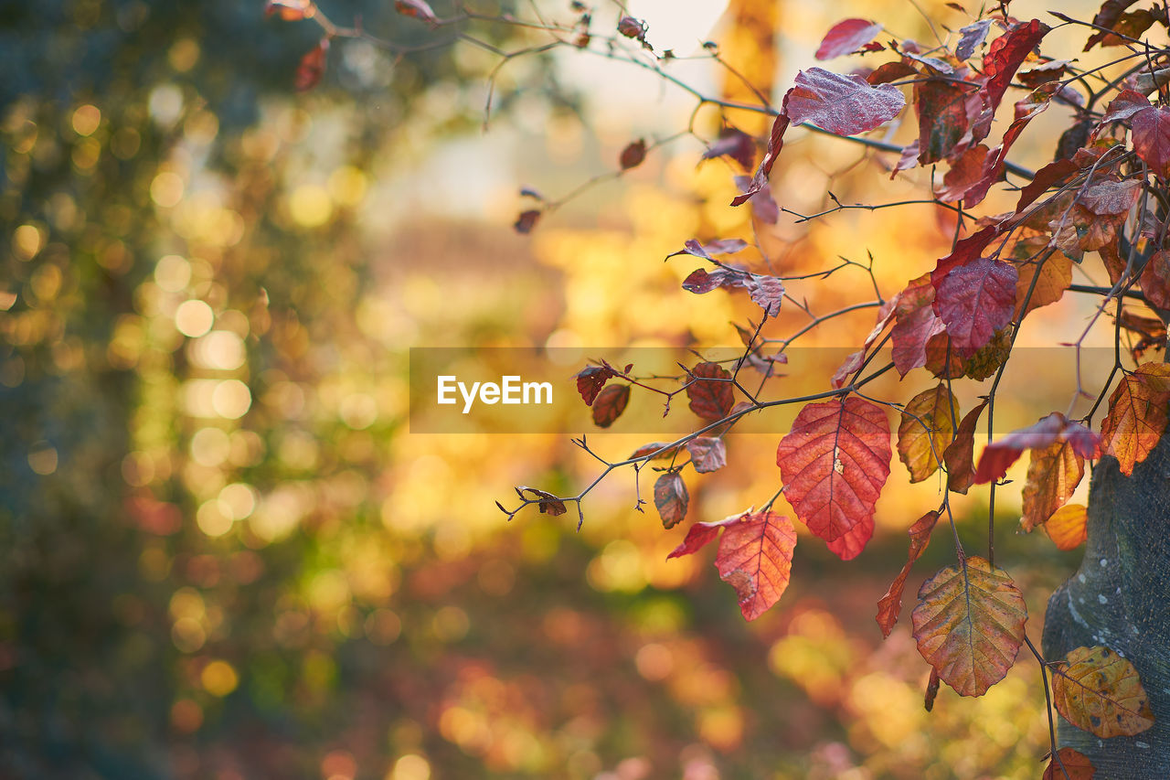 close-up of tree against blurred background