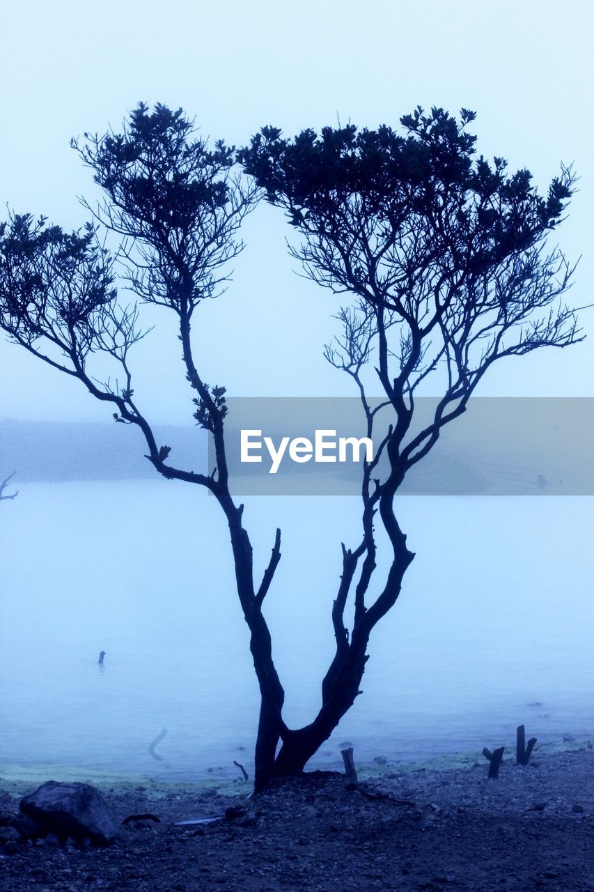 Tree on beach against sky