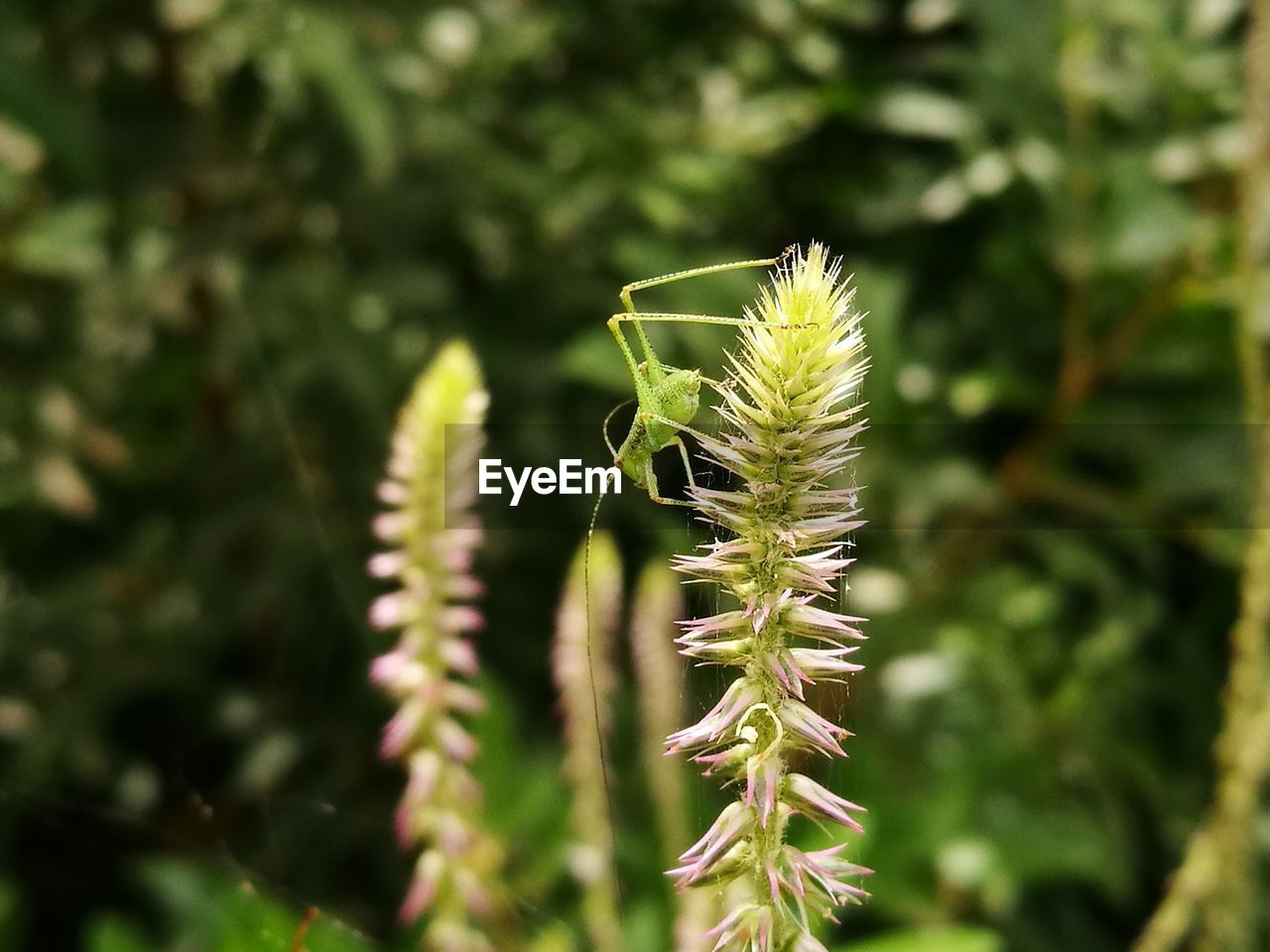 CLOSE-UP OF GREEN PLANT