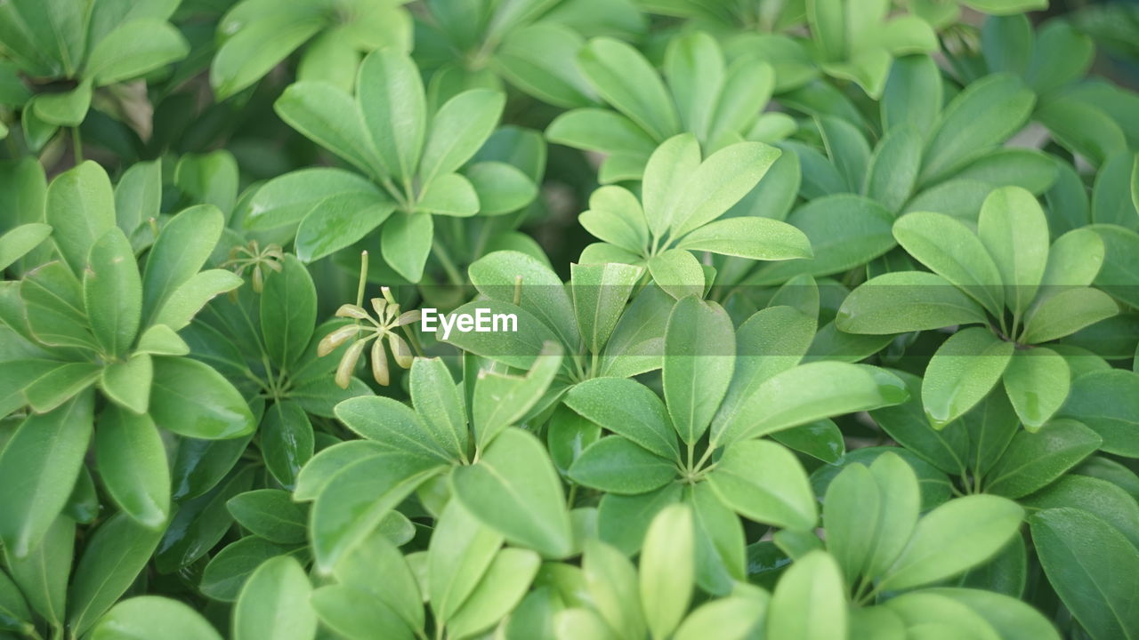 FULL FRAME SHOT OF LEAVES ON PLANT