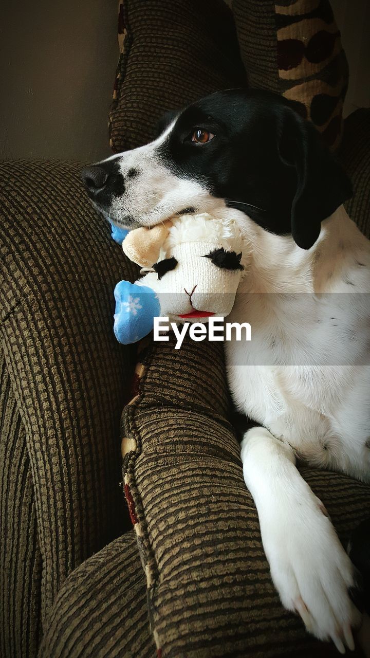 Close-up of dog sitting with stuffed toy on sofa