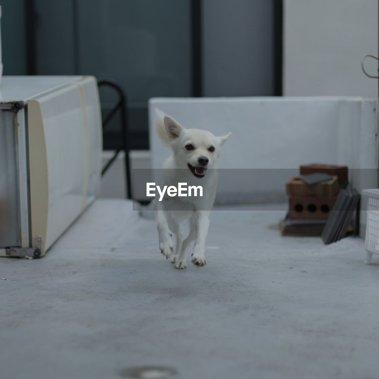 PORTRAIT OF WHITE DOG SITTING ON FLOOR IN ROOM