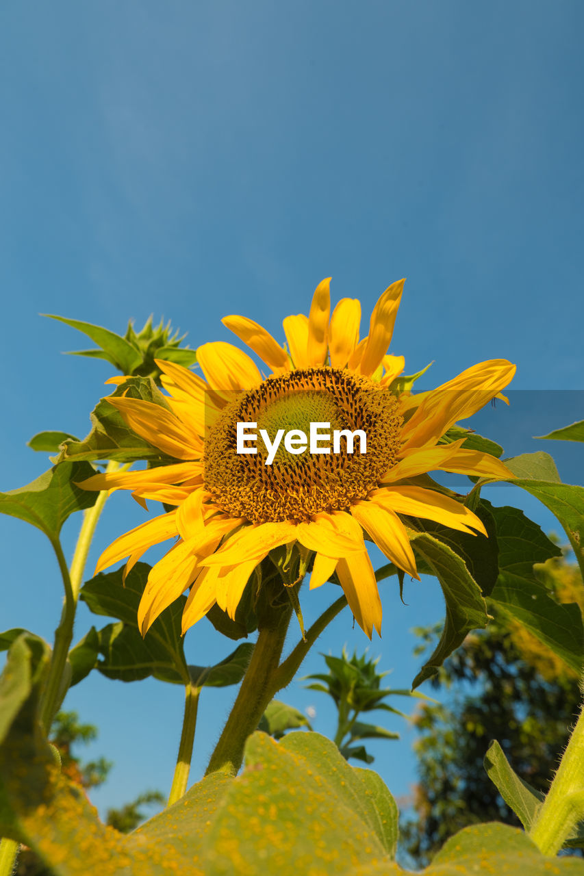 CLOSE-UP OF SUNFLOWER AGAINST YELLOW SKY