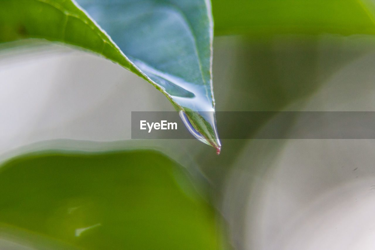 Close-up of plant