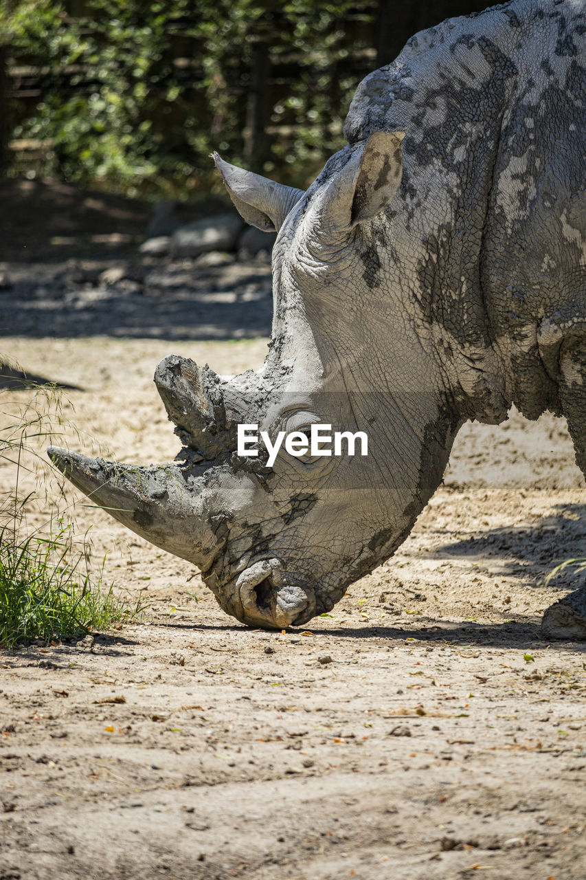 rhinoceros standing on field