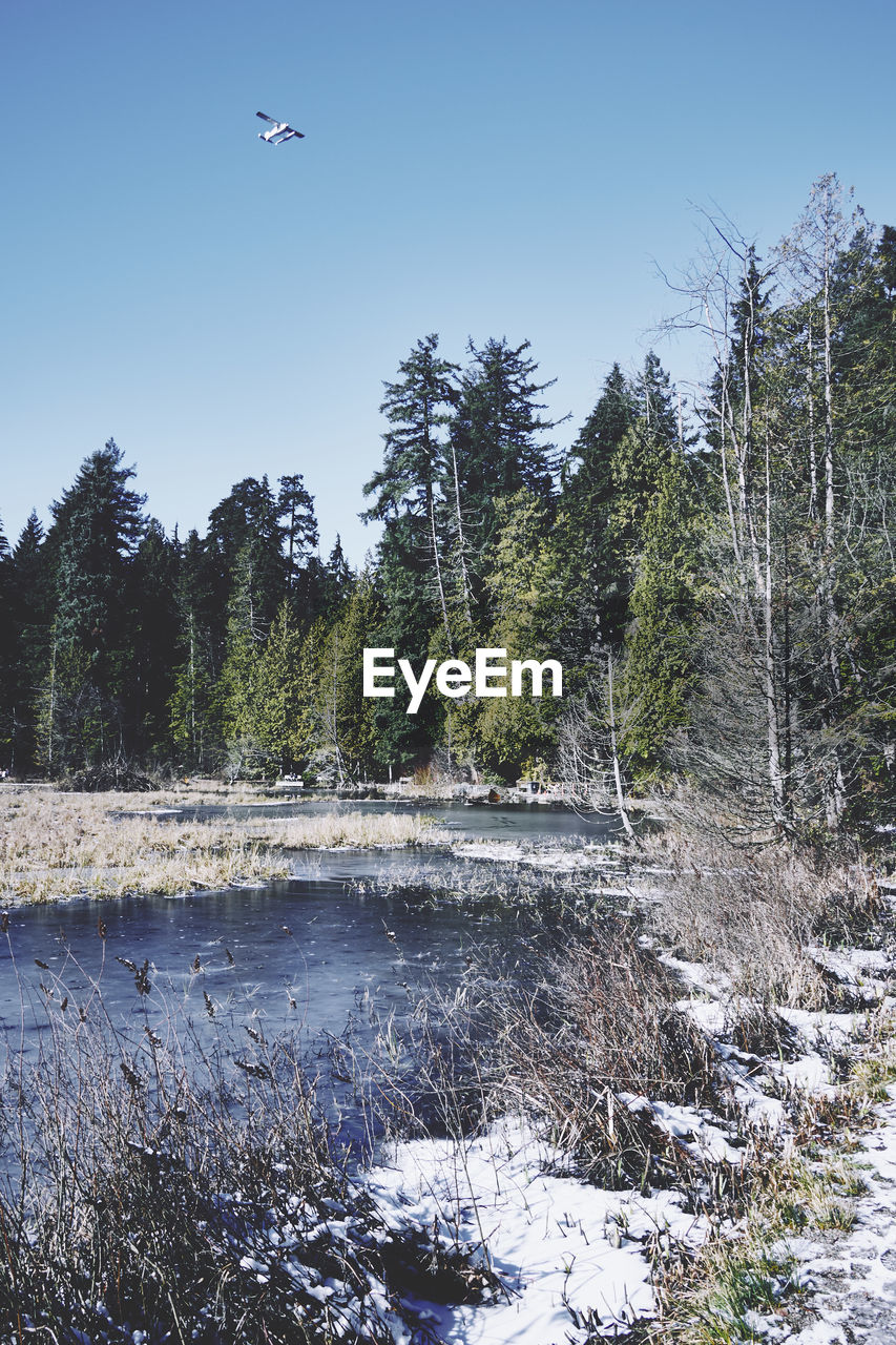 SCENIC VIEW OF FOREST DURING WINTER