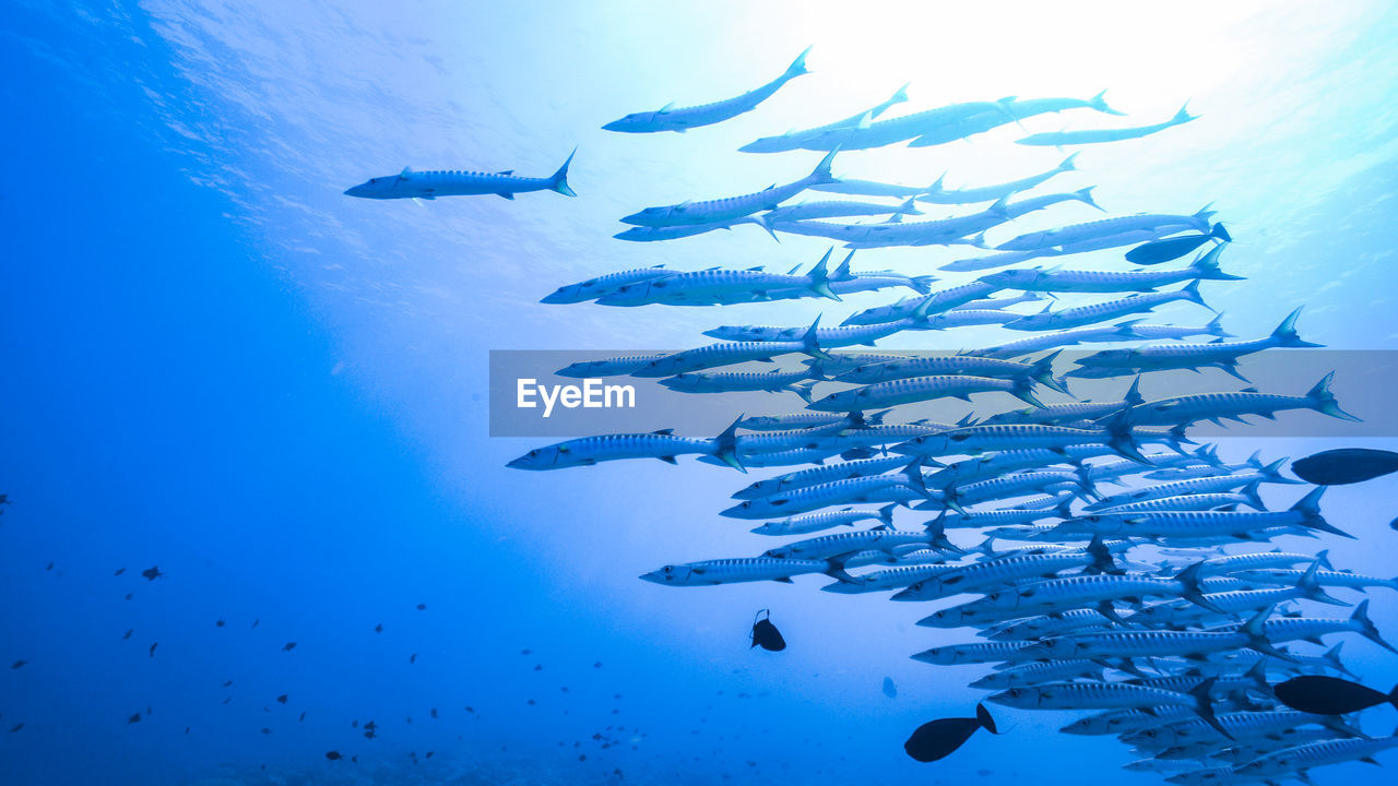 AERIAL VIEW OF FISH SWIMMING