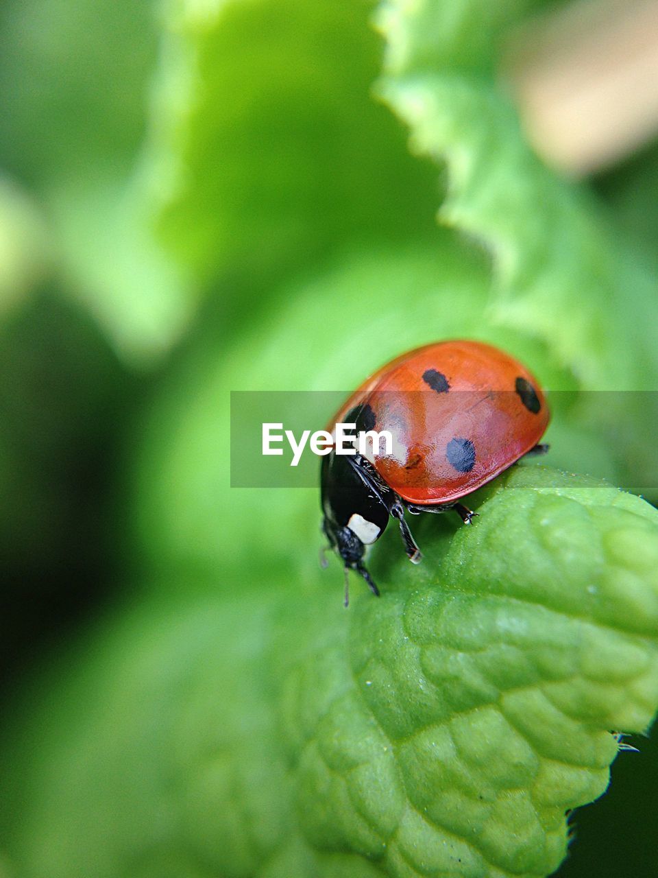 Close-up of ladybug on leaf