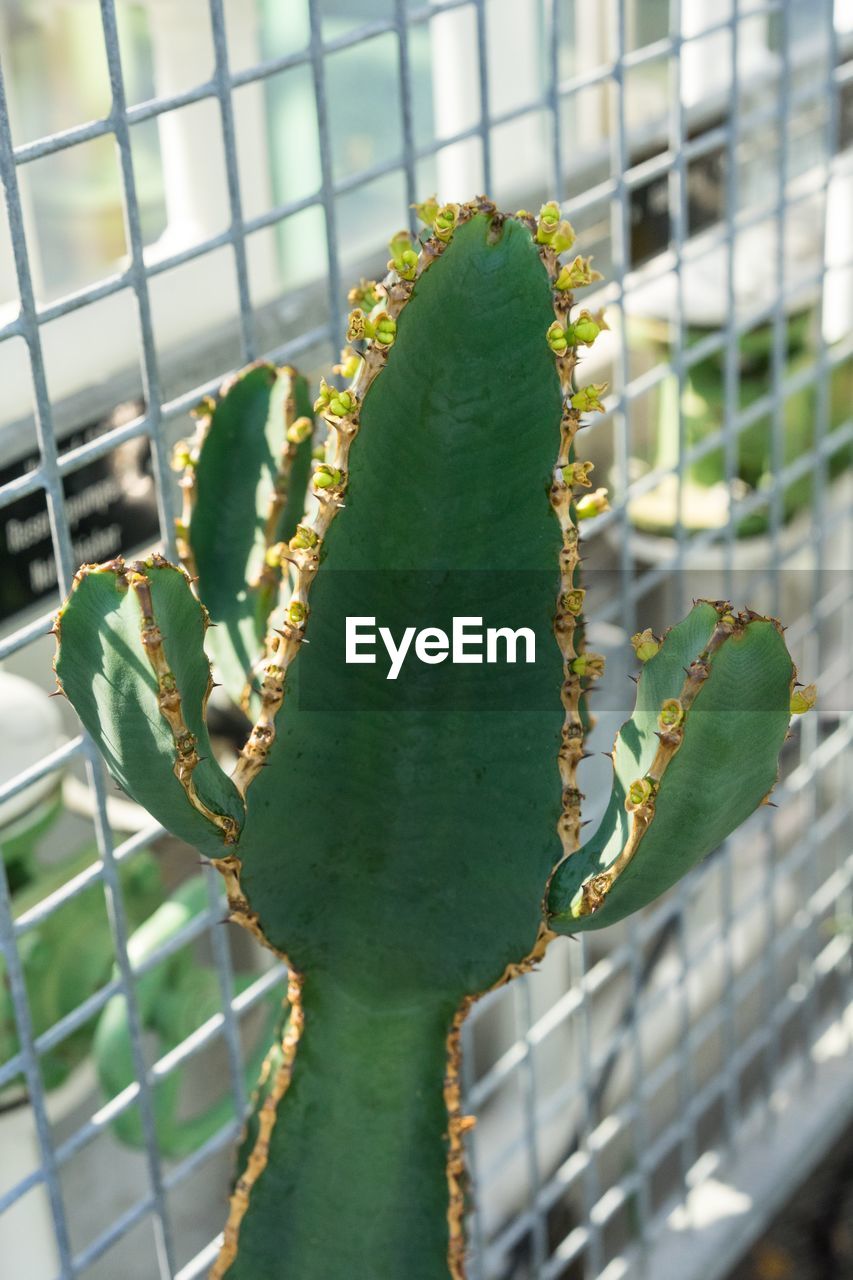 CLOSE-UP OF GREEN CACTUS PLANT