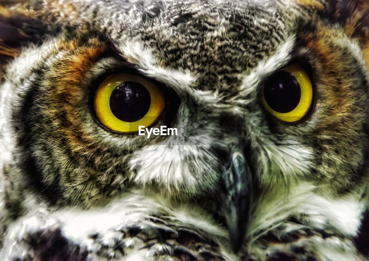 Close-up portrait of owl