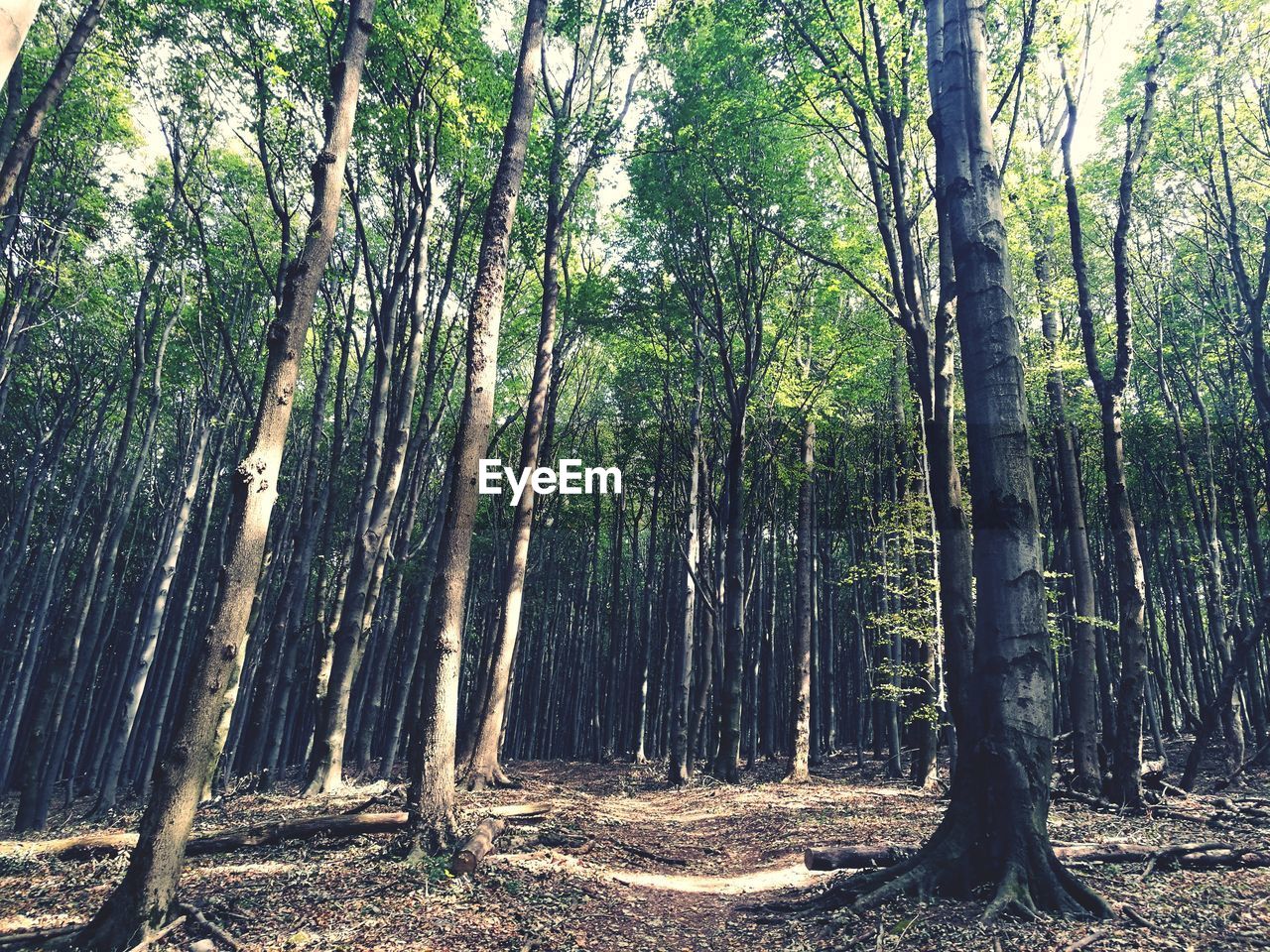 PANORAMIC VIEW OF TREES IN FOREST