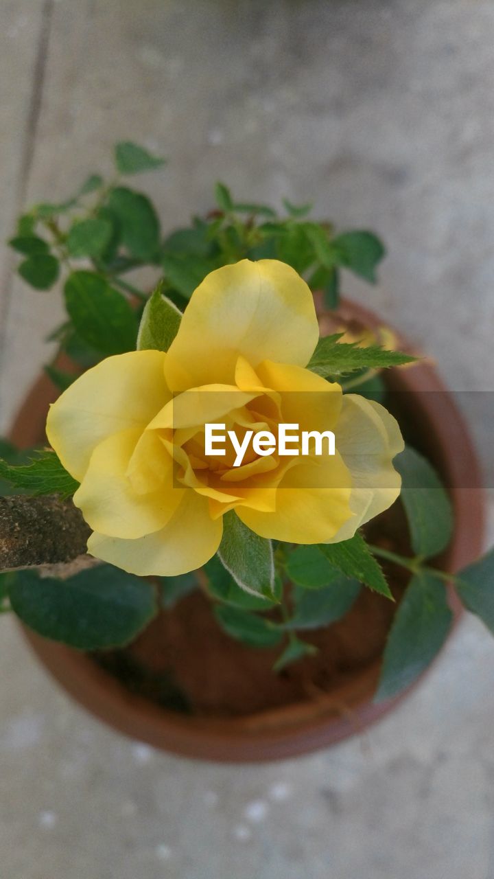 CLOSE-UP OF YELLOW ROSE BLOOMING