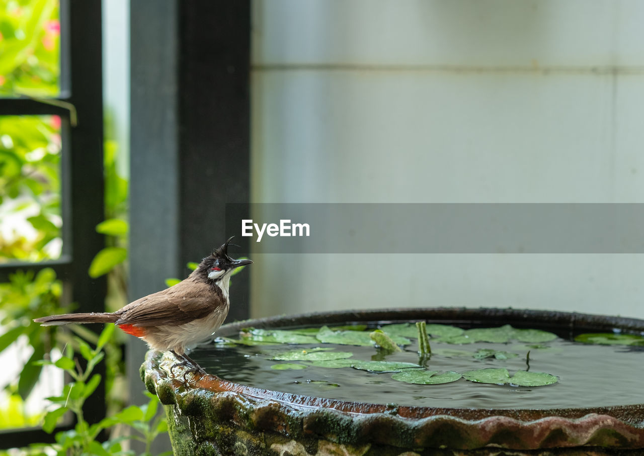 CLOSE-UP OF BIRD PERCHING ON A WOODEN POST