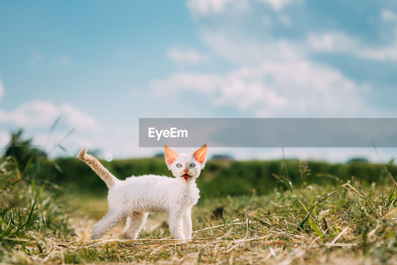 close-up of cat on field