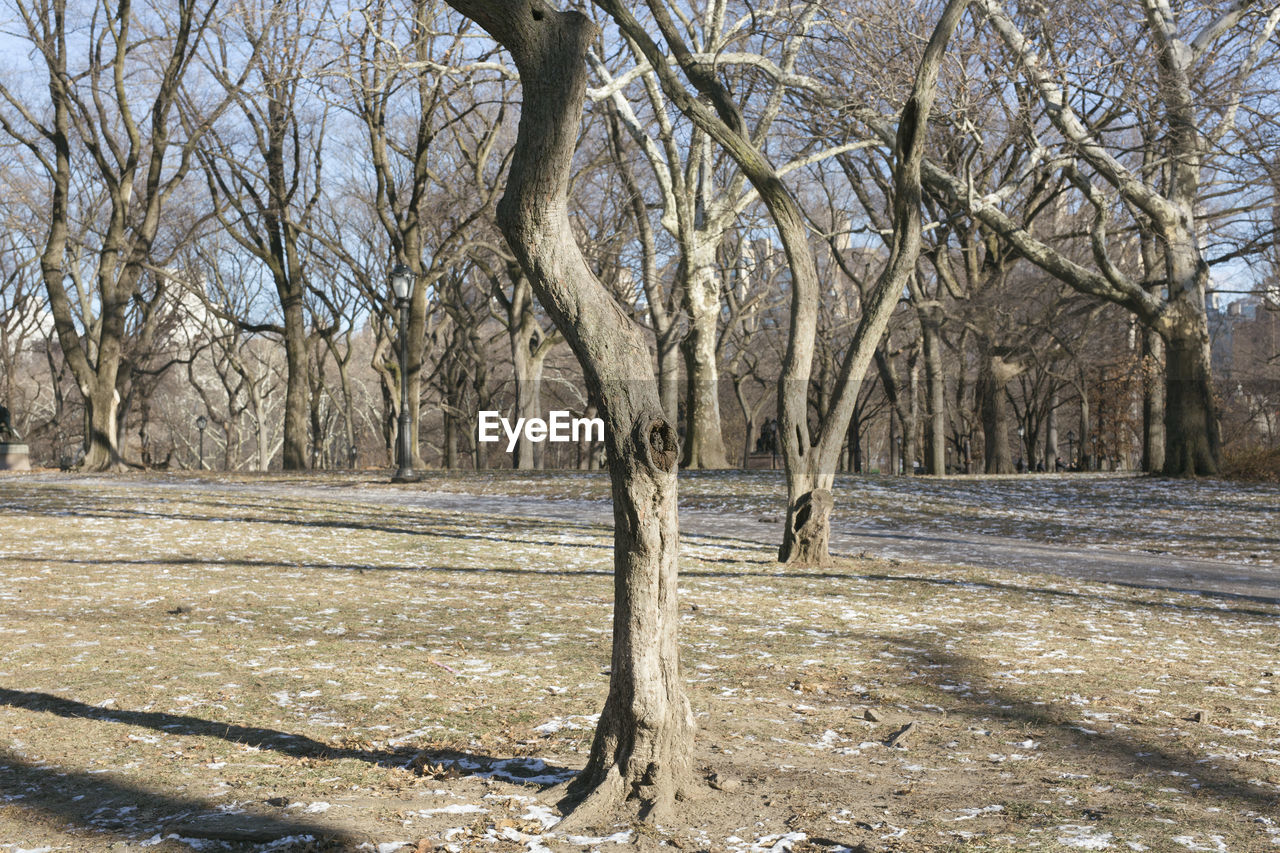 BARE TREES ON SNOWY LANDSCAPE