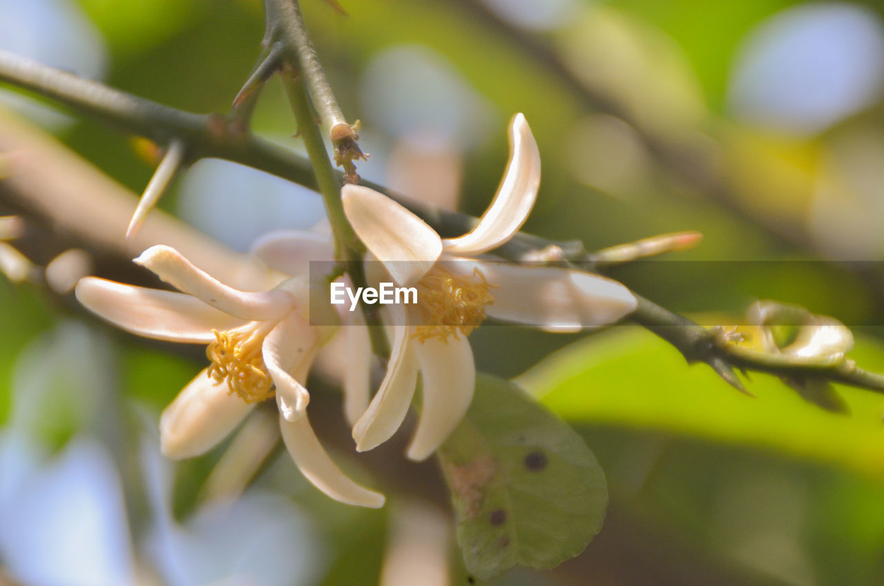 CLOSE-UP OF INSECT ON FLOWERS