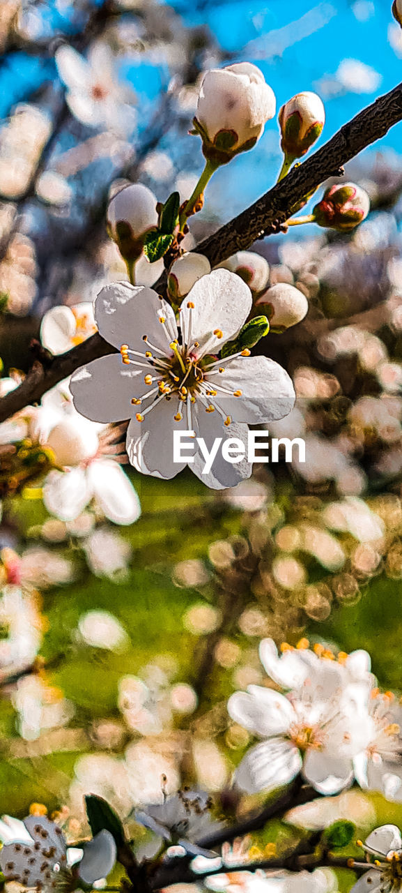 CLOSE-UP OF WHITE CHERRY BLOSSOMS