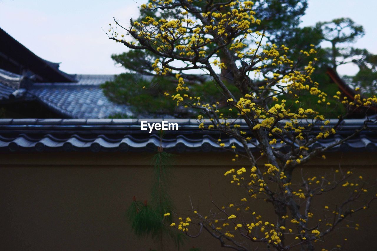 Yellow flowers growing on tree against house