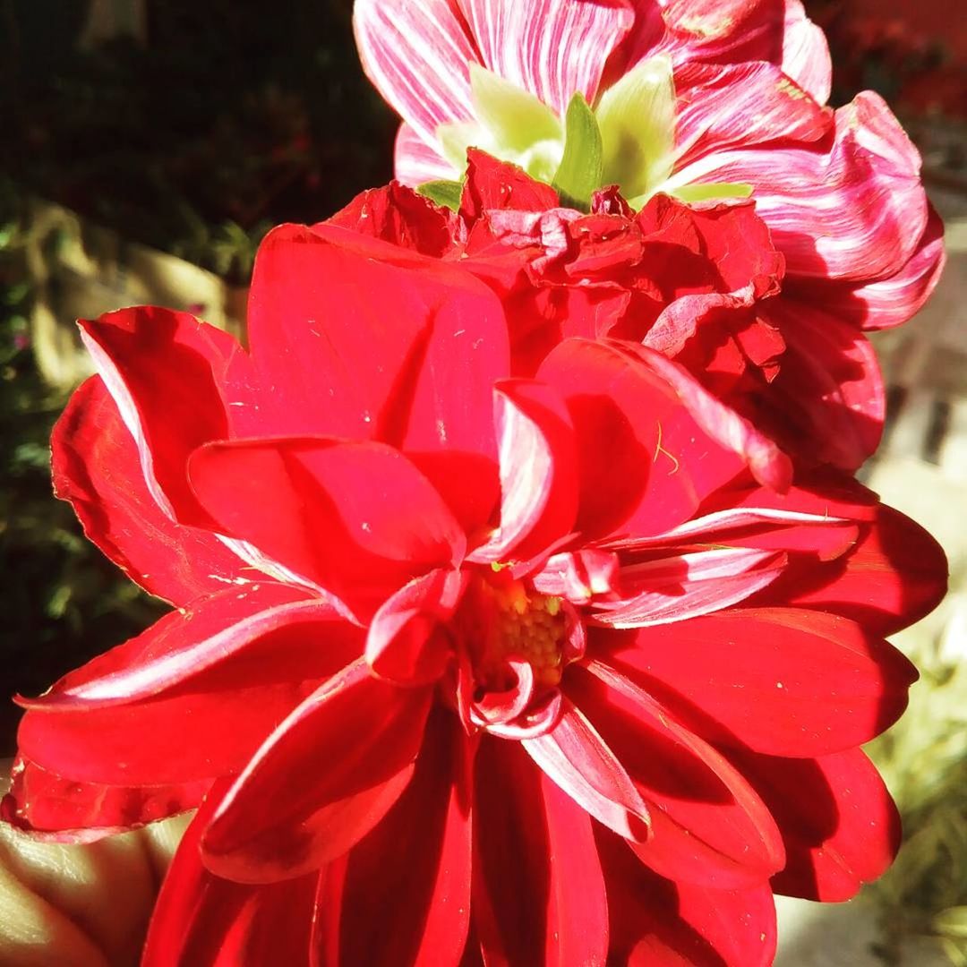 CLOSE-UP OF RED FLOWER