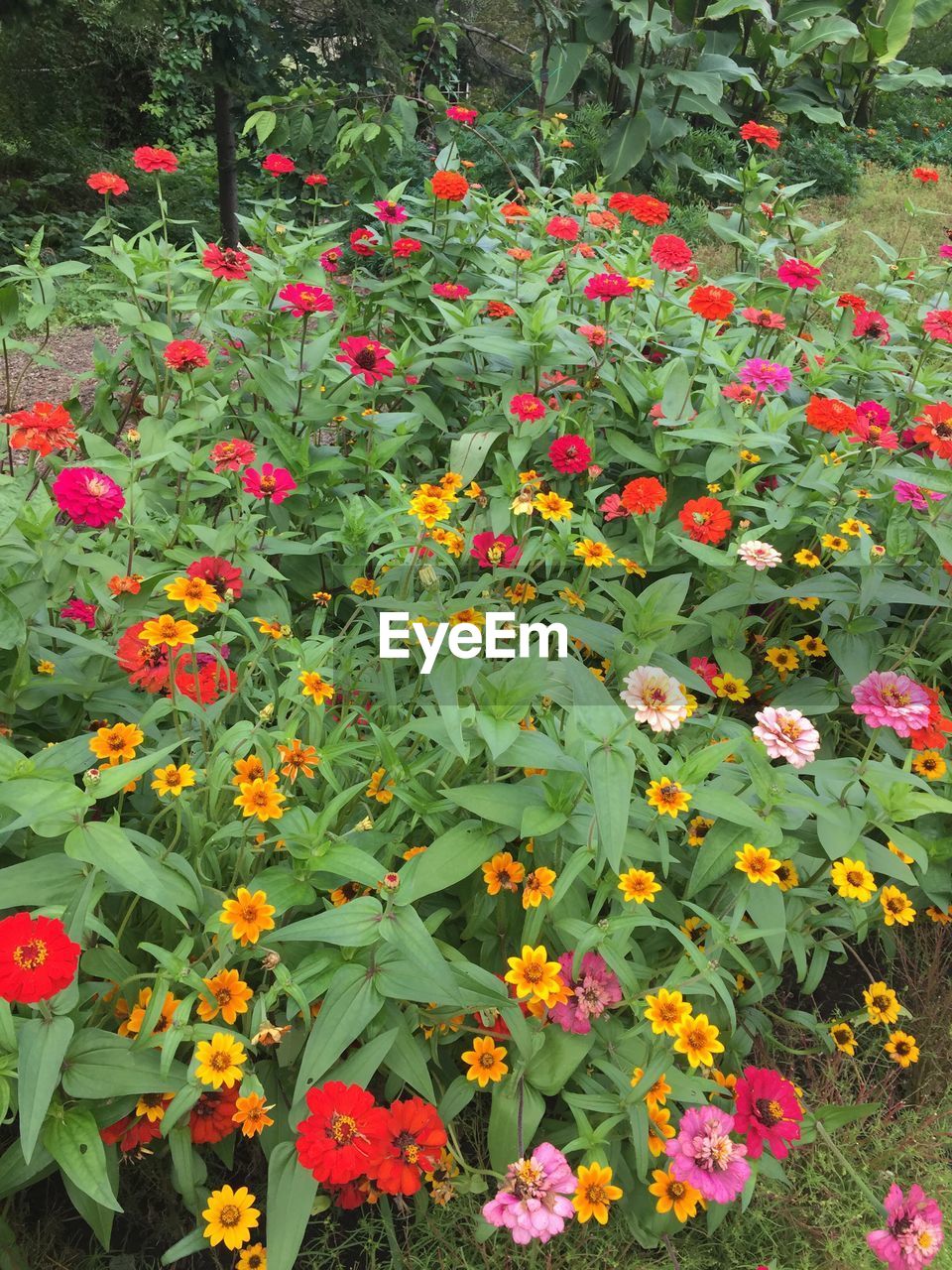 FULL FRAME SHOT OF COLORFUL FLOWERS IN PARK