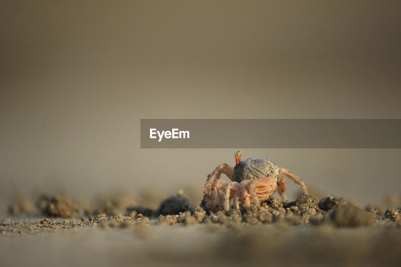 Close-up of  crab  on beach