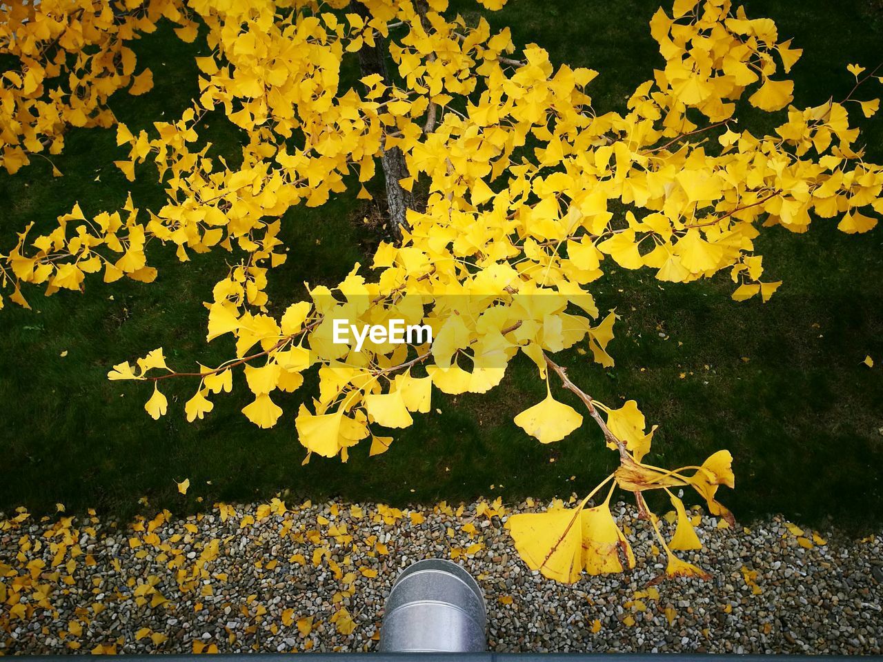 YELLOW FLOWERS GROWING ON TREE