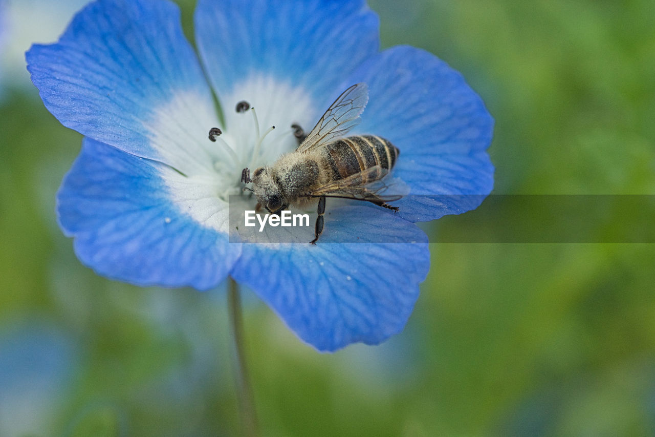 CLOSE-UP OF BEE ON FLOWER