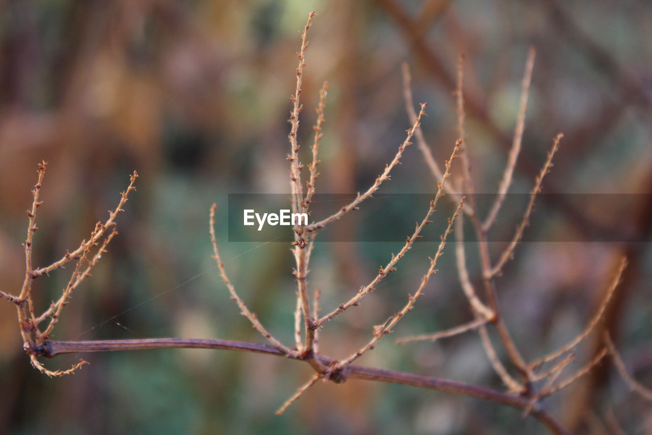 CLOSE-UP OF BRANCH